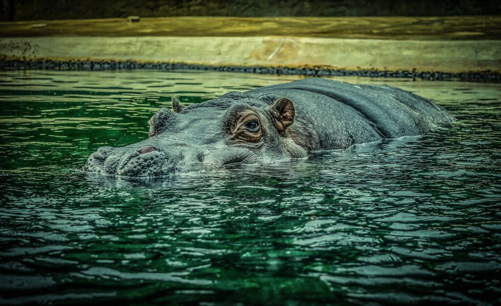 Hippos love water almost as much as whales do