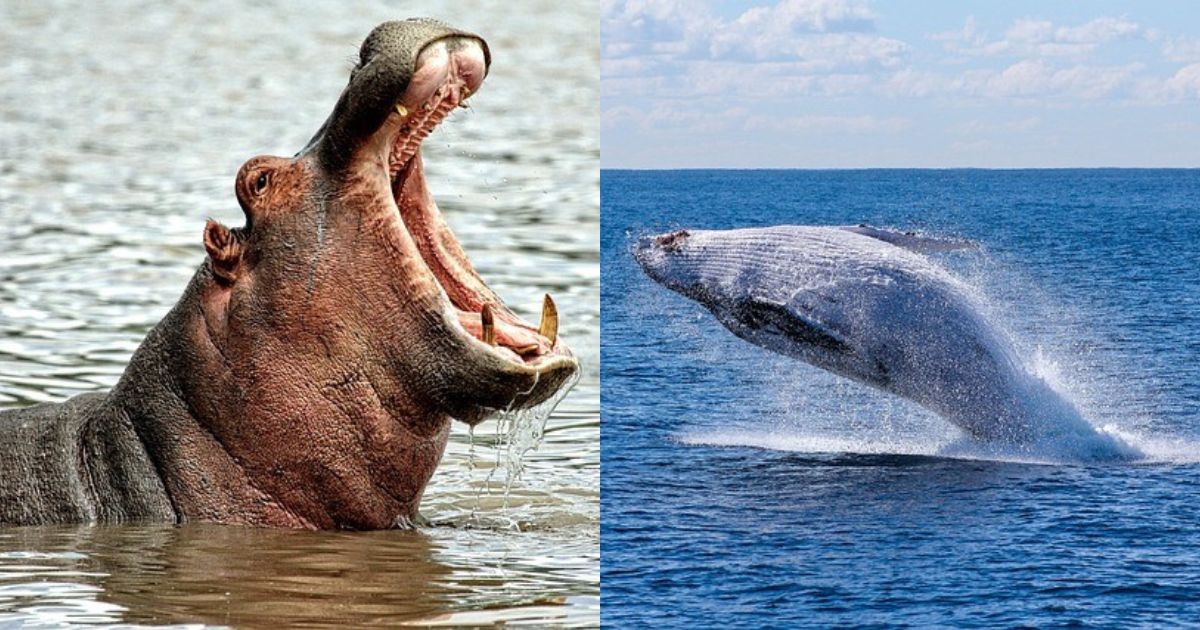 Hippos and whales are each others' closest living relatives