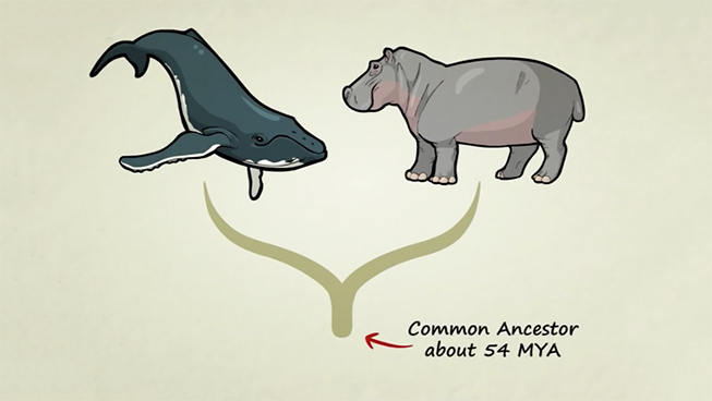 Whales and hippos share a common ancestor