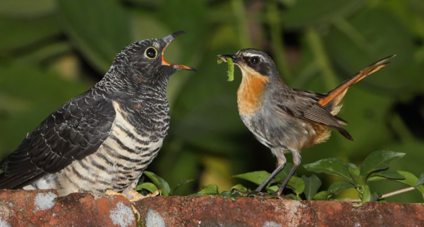 Masters of Deception: The Cunning Strategy of the Parasitic Cuckoo