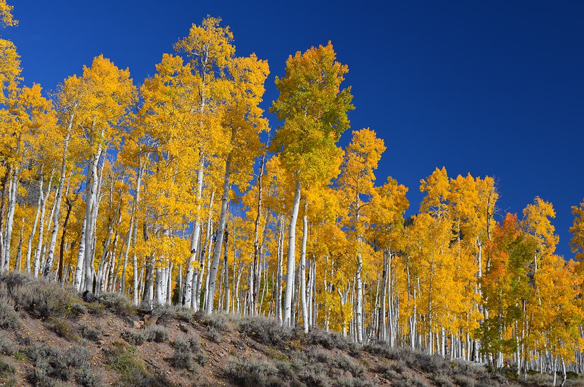 Pando: The Oldest Living Organism on Earth