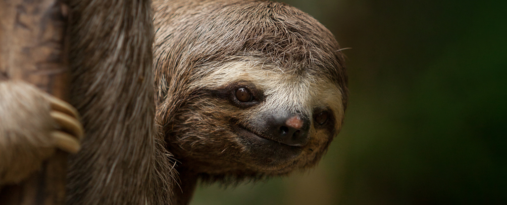 Sloths can hold their breath for up to 40 minutes by slowing their heart rates