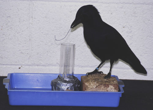 Betty the Ingenious Crow: A Remarkable Display of Avian Intelligence