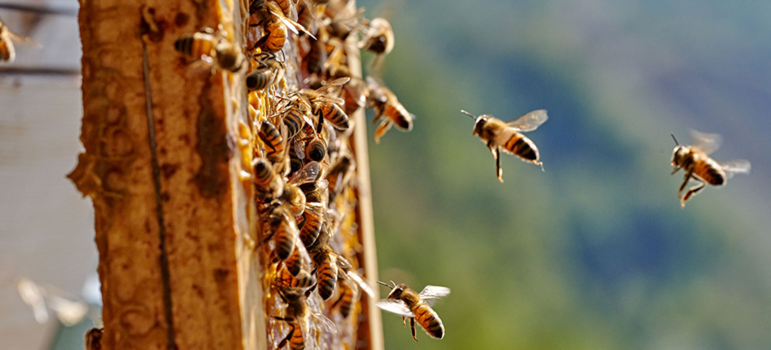 Honeybees perform the waggle dance