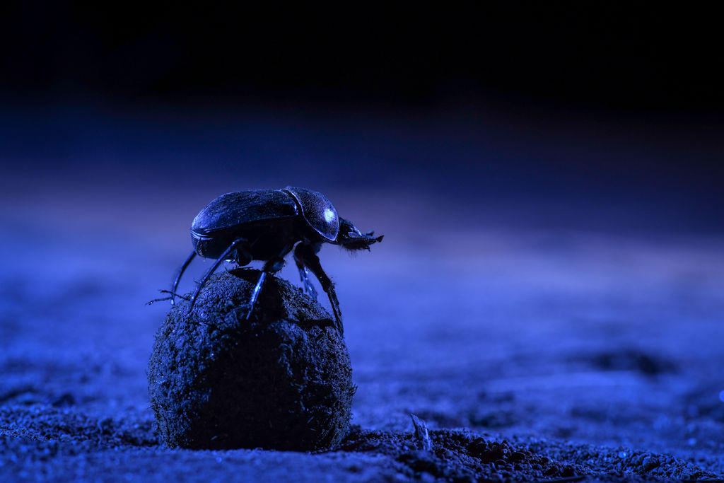 Star Trekking Dung Beetles