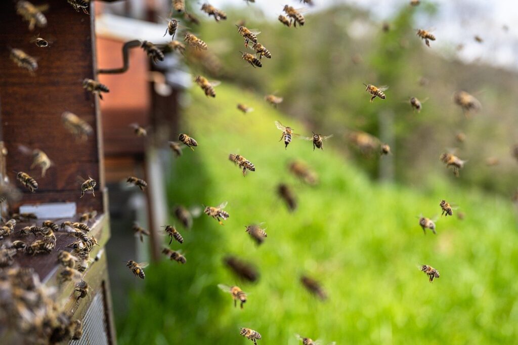 Bees flying