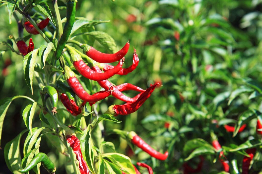 Chilli peppers are berries