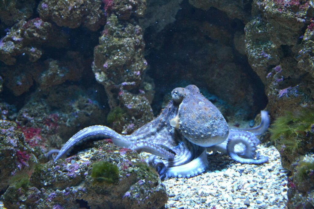 An octopus near a colar reef