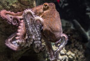 Octopuses Have Three Hearts and Blue Blood – Here’s Why | Wowtoknow