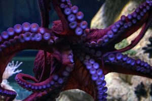 Octopuses Have Three Hearts and Blue Blood – Here’s Why | Wowtoknow